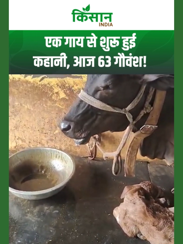 एक गाय से शुरू हुई कहानी, आज 63 गौवंश! श्यामा गौमाता ने बदली किसान की जिंदगी!