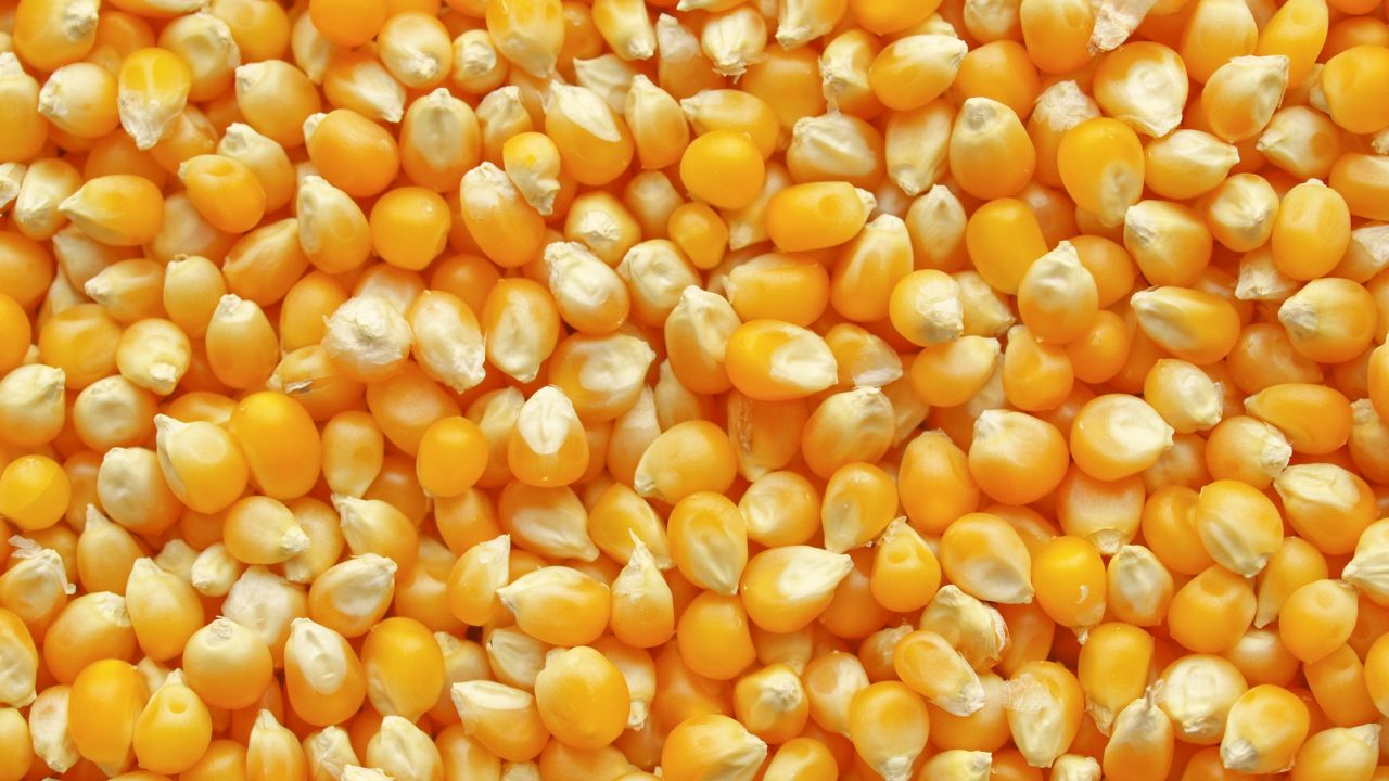 Poultry Industry Is Under Pressure Due To The Increasing Demand For Corn Animal Feed May Become More Expensive