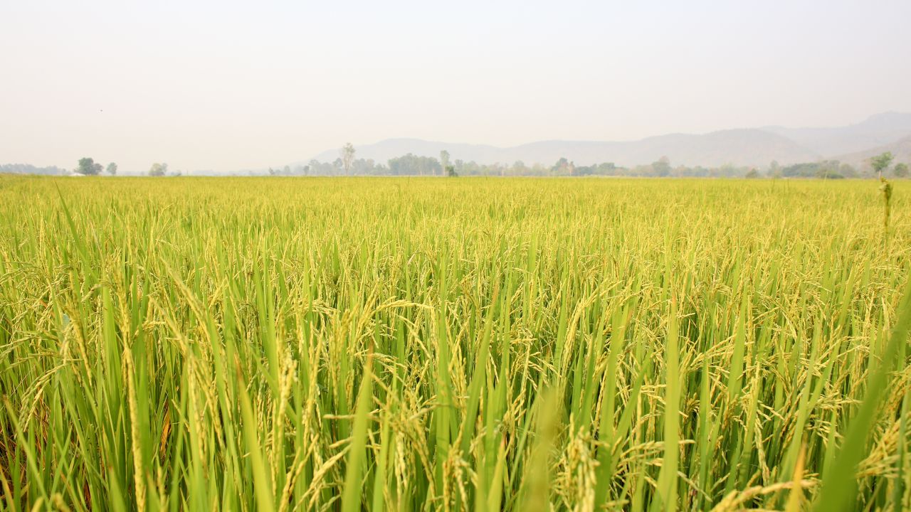 Six Improved Crop Varieties Approved In Uttarakhand Benefiting Farmers And Increasing Yields