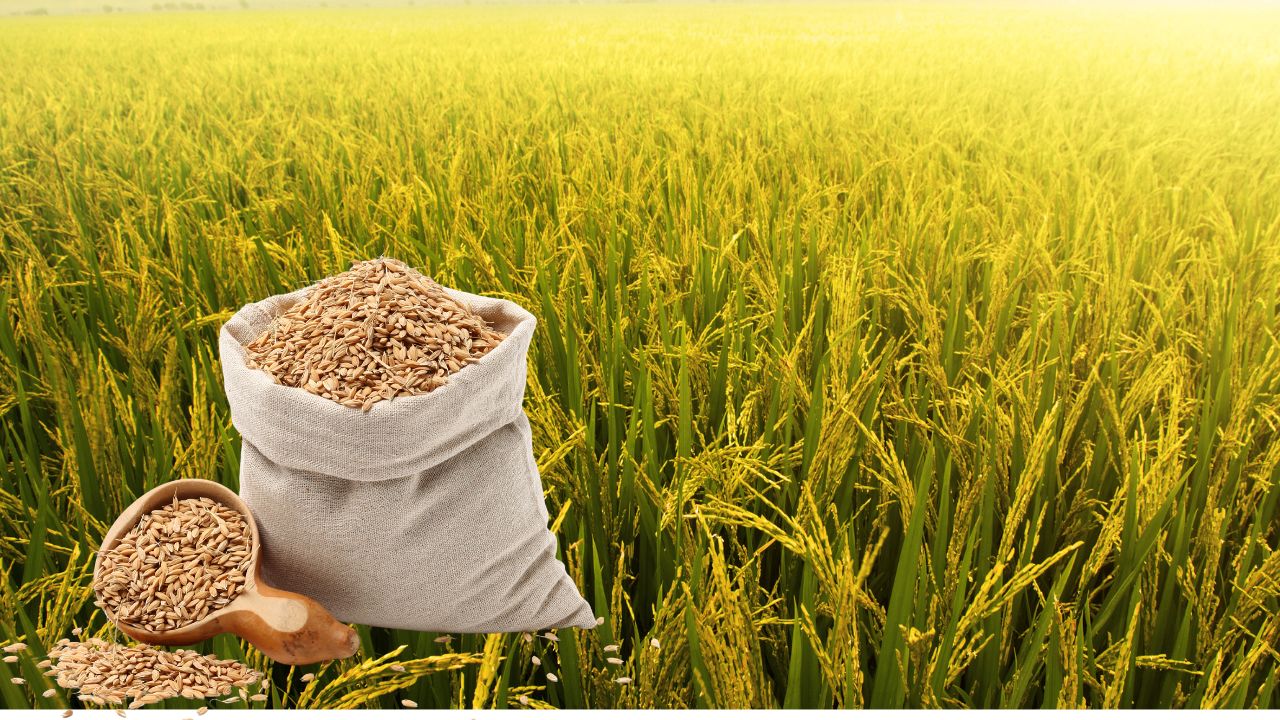 Haryana Paddy Procurement Agriculture Minister Shyam Singh Rana Announced The Date