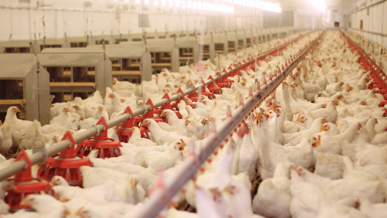 Andhra Pradesh Approves New Poultry Policy Rs 657 Crore To Be Spent Subsidized Electricity