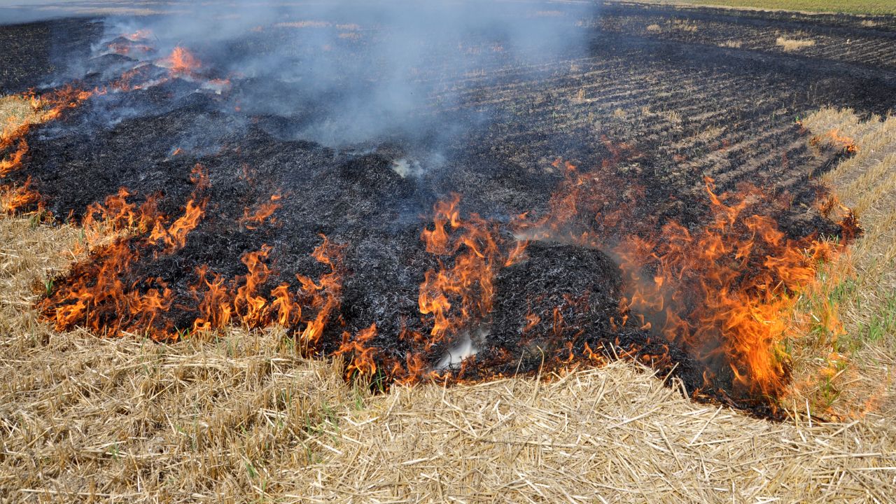Crackdown On Stubble Along With Paddy Harvesting 563 Officers Deployed In Ambala