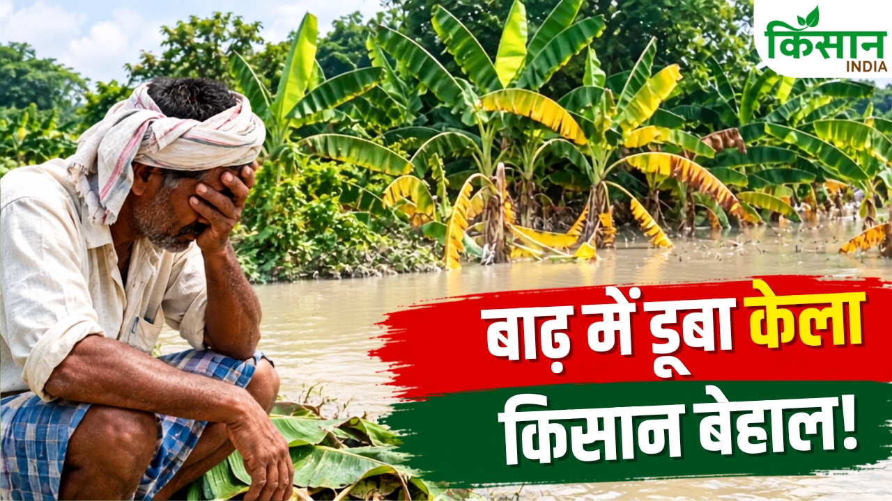 Bihar Hajipur Banana Farming Flood Chhath Demand Farmers Crisis